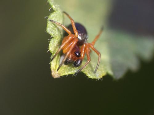 Réf. 248 299 : Hypsosinga sp.